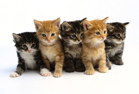 kittens for sale humane society